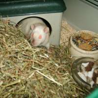 Ratten